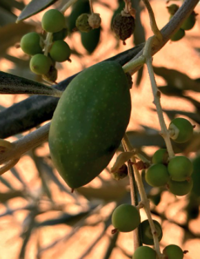 Aceituna