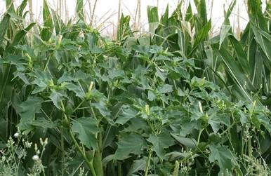 Datura stramonium