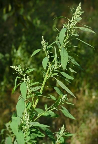 Chenopodium spp.