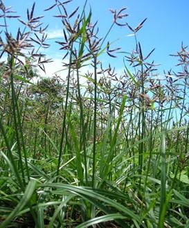 Cyperus spp.