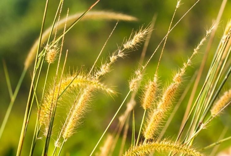 Setaria spp.