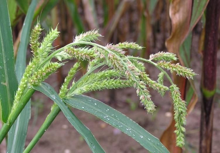 Echinochloa crus-galli