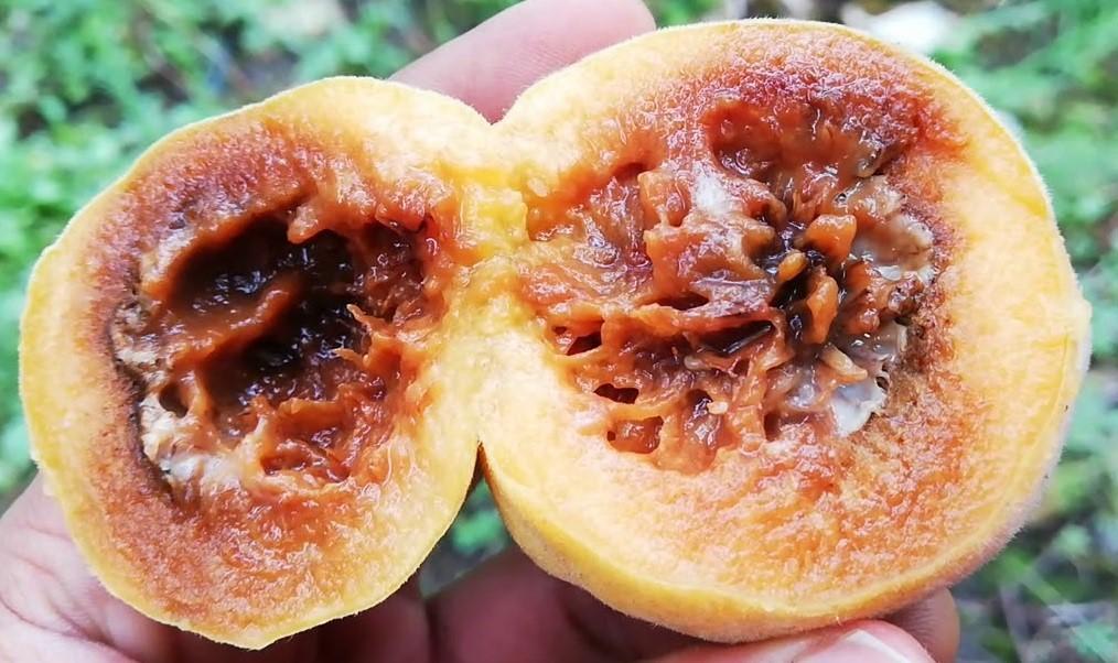 Daños en el fruto