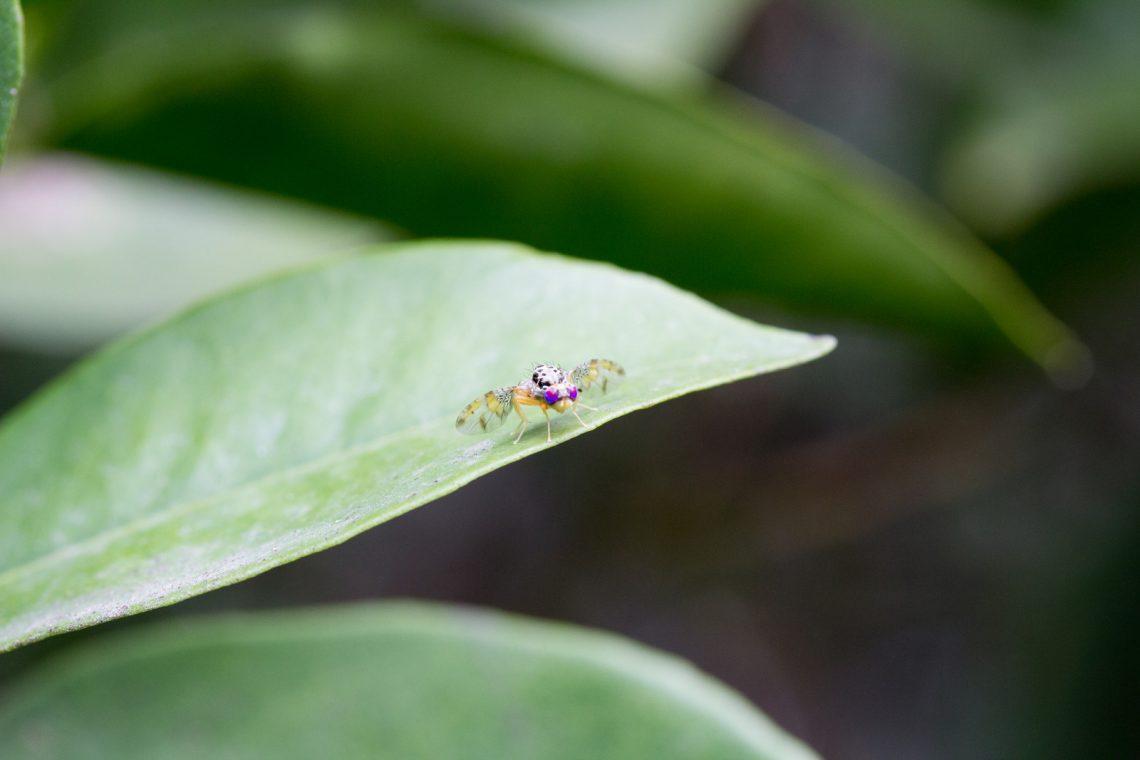 >Ceratitis capitata es una especie de díptero de la familia Tephritidae