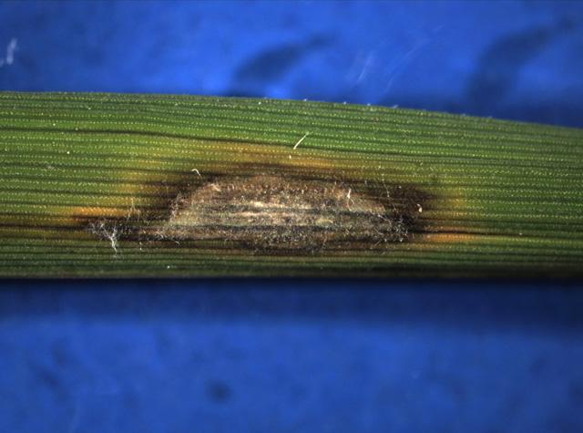 Daños de Piricularia en arroz