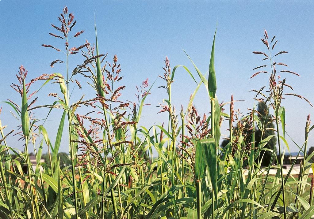 Sorghum halepense
