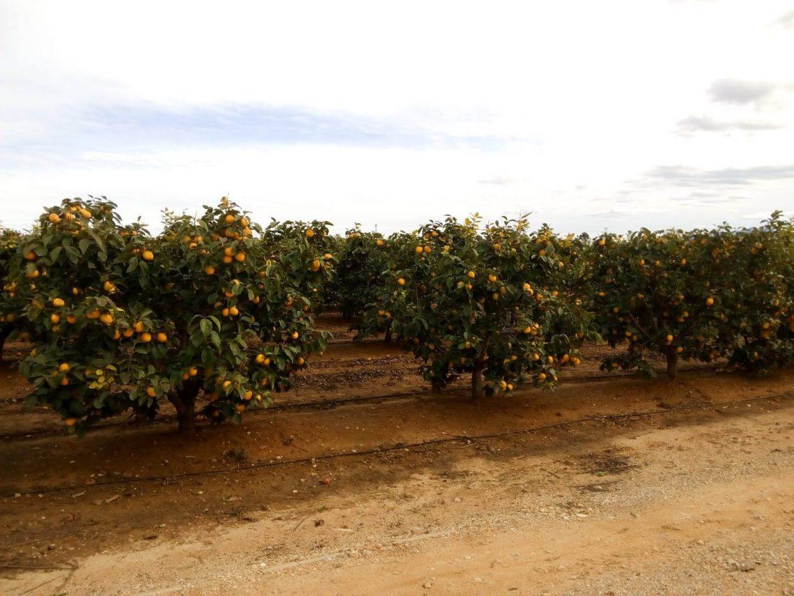 Cultivo del caqui