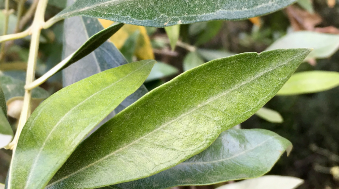 Nutrición del olivar en primavera