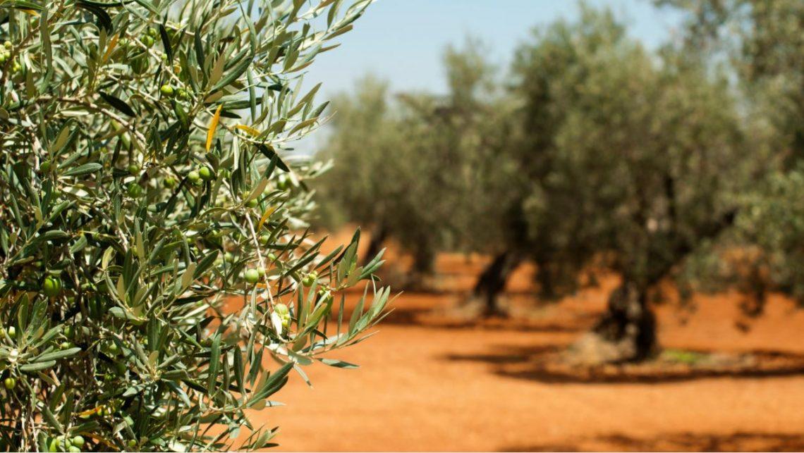 Olivar