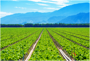 Agricultura y agua