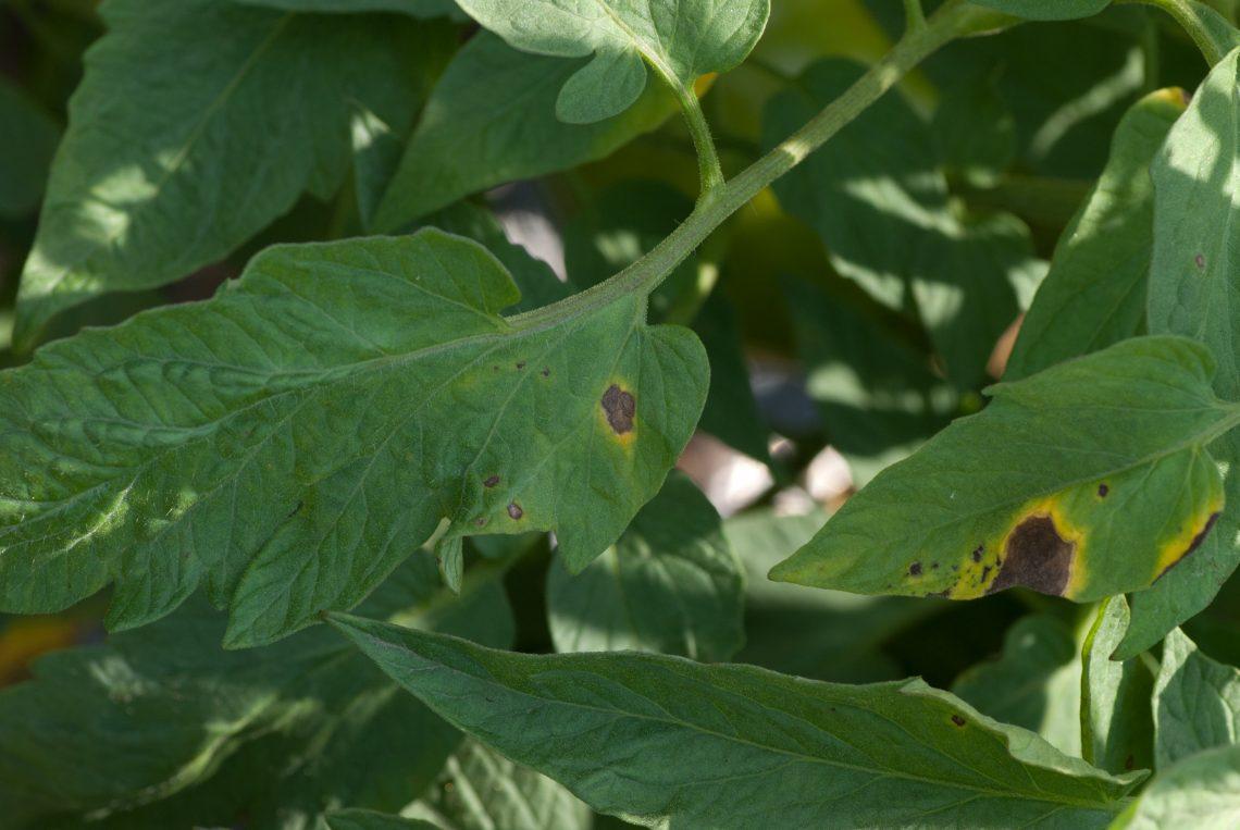 Alternaria en tomate