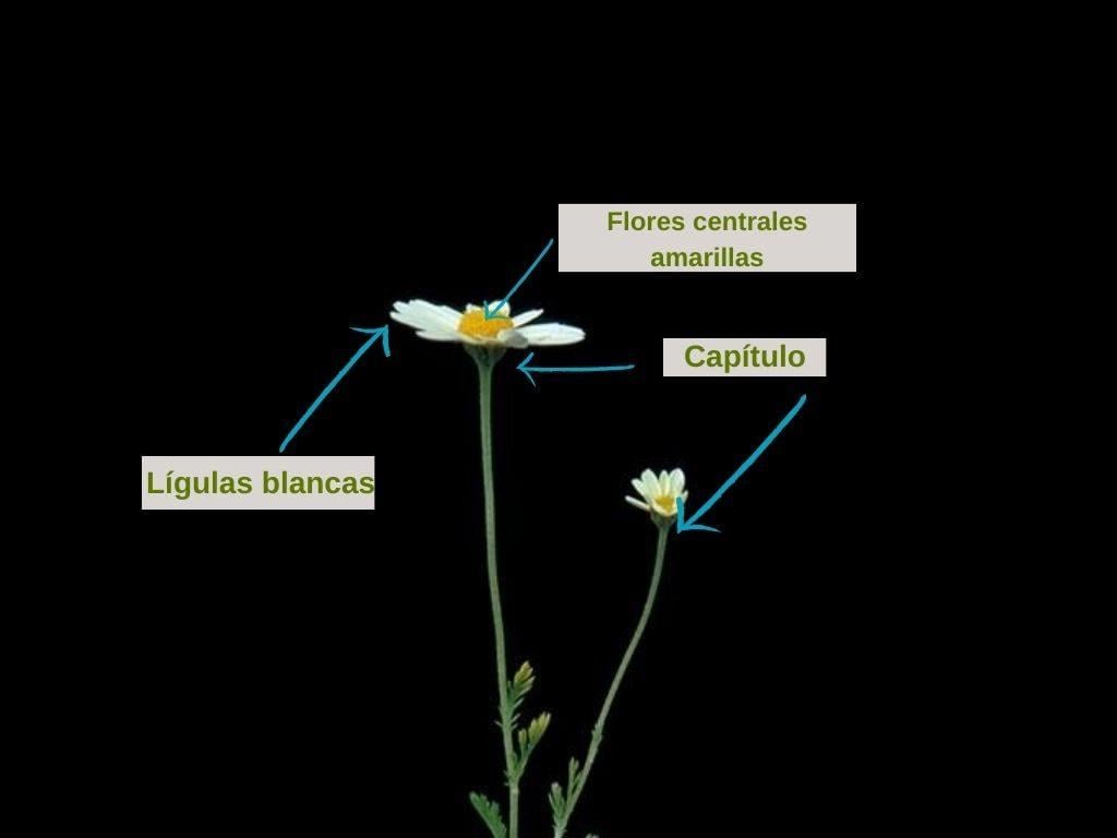 Anthemis arvensis
