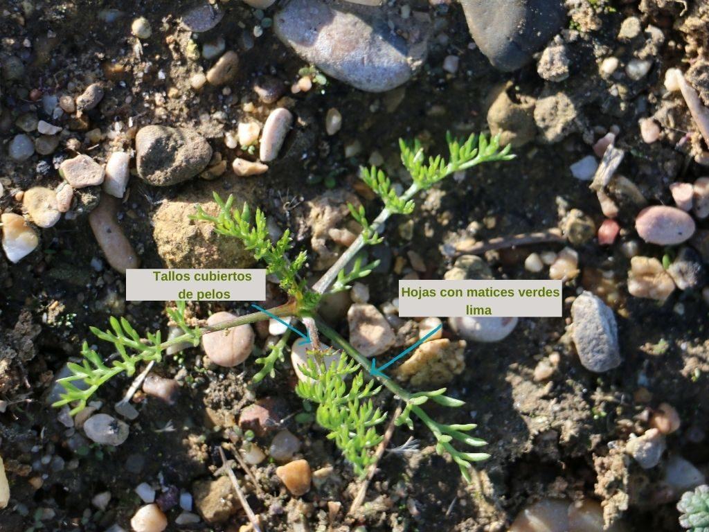 Anthemis cotula