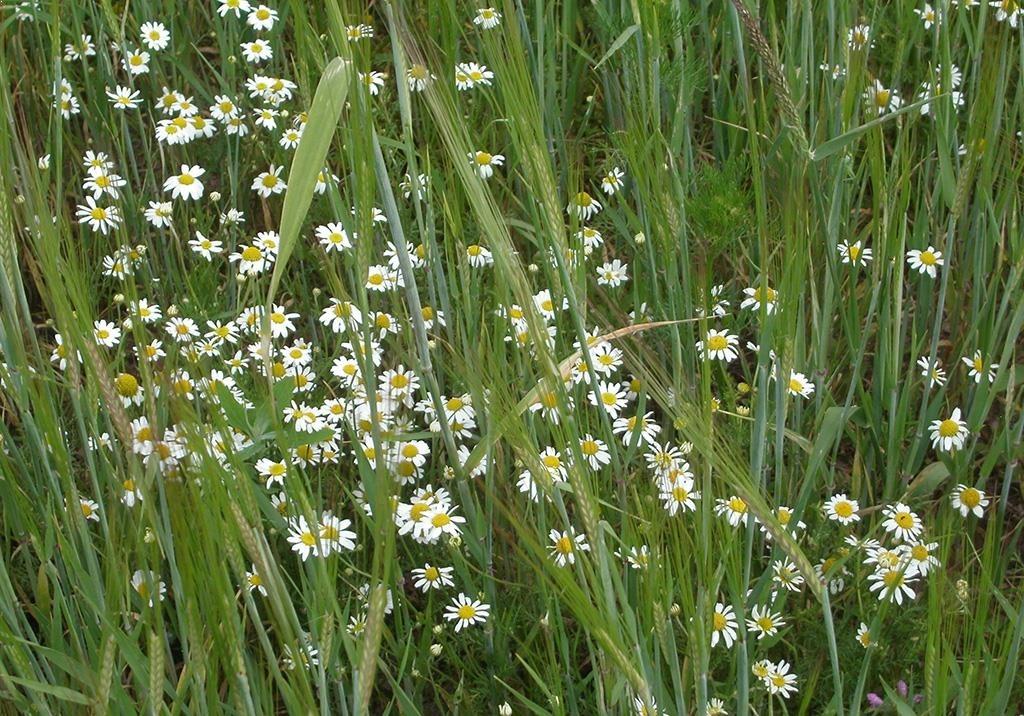 Anthemis en cereal