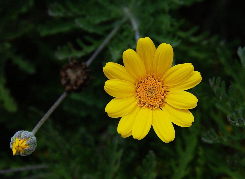 Anthemis tinctoria