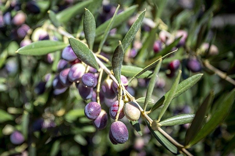 Variedad Arbequina