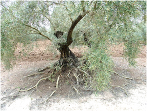 Árbol, pérdida de suelo