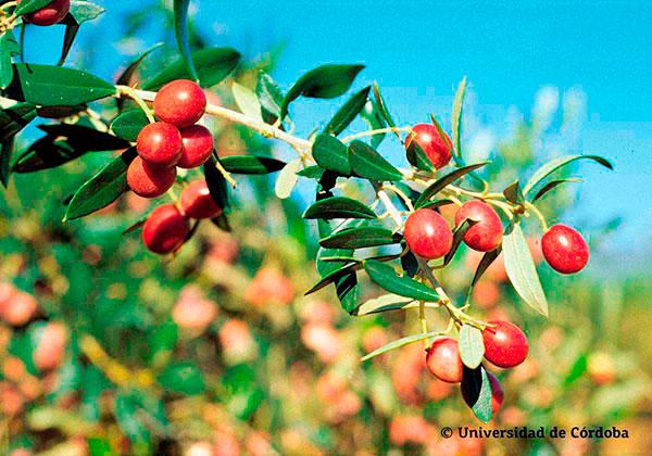 Variedad Blanqueta