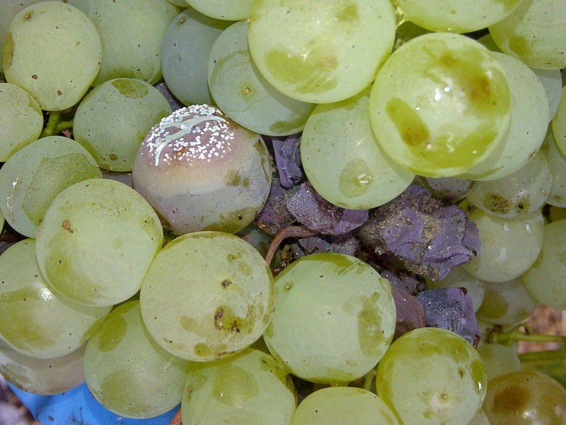 Botrytis