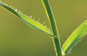 Lígula membranosa y larga