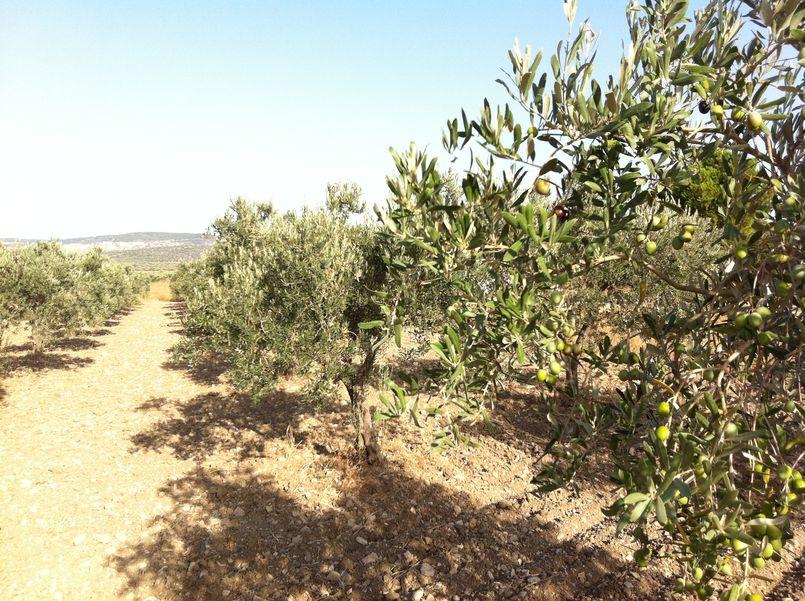 Rentabilidad en el olivar