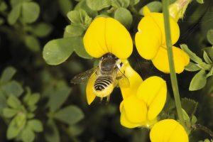 Día mundial de las abejas