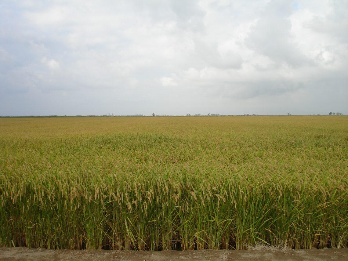 Cultivo de arroz