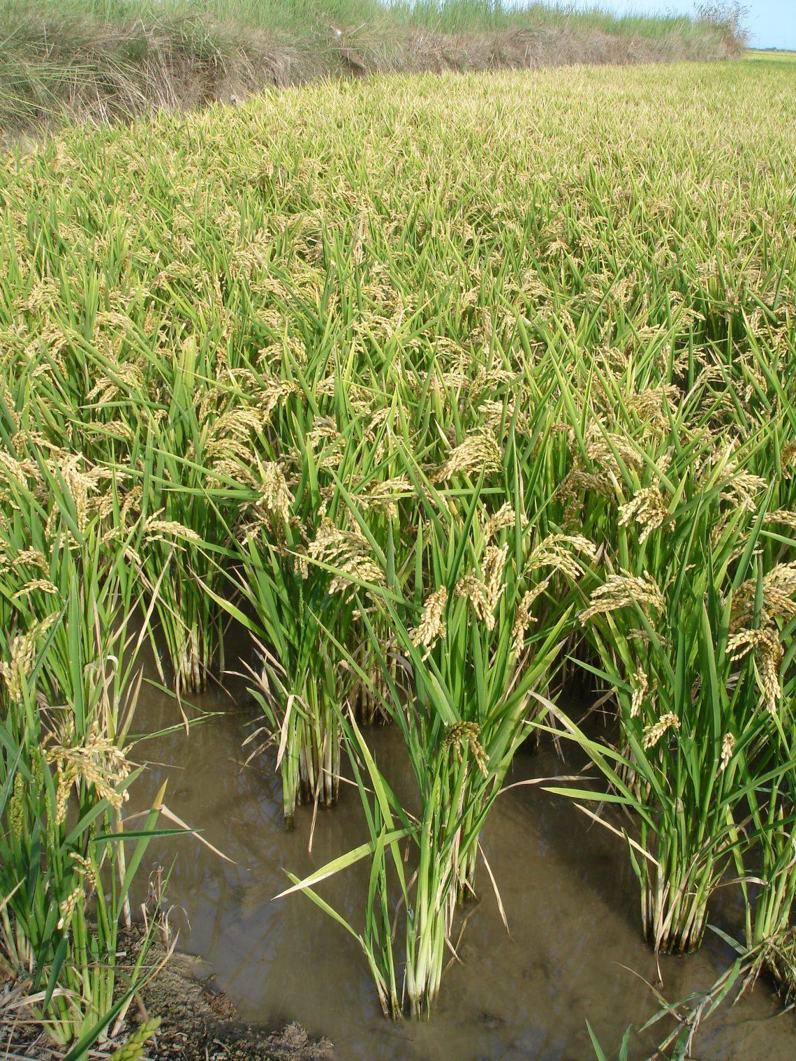 Cultivo de arroz