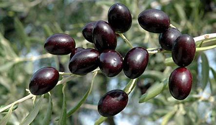 Variedad Empeltre
