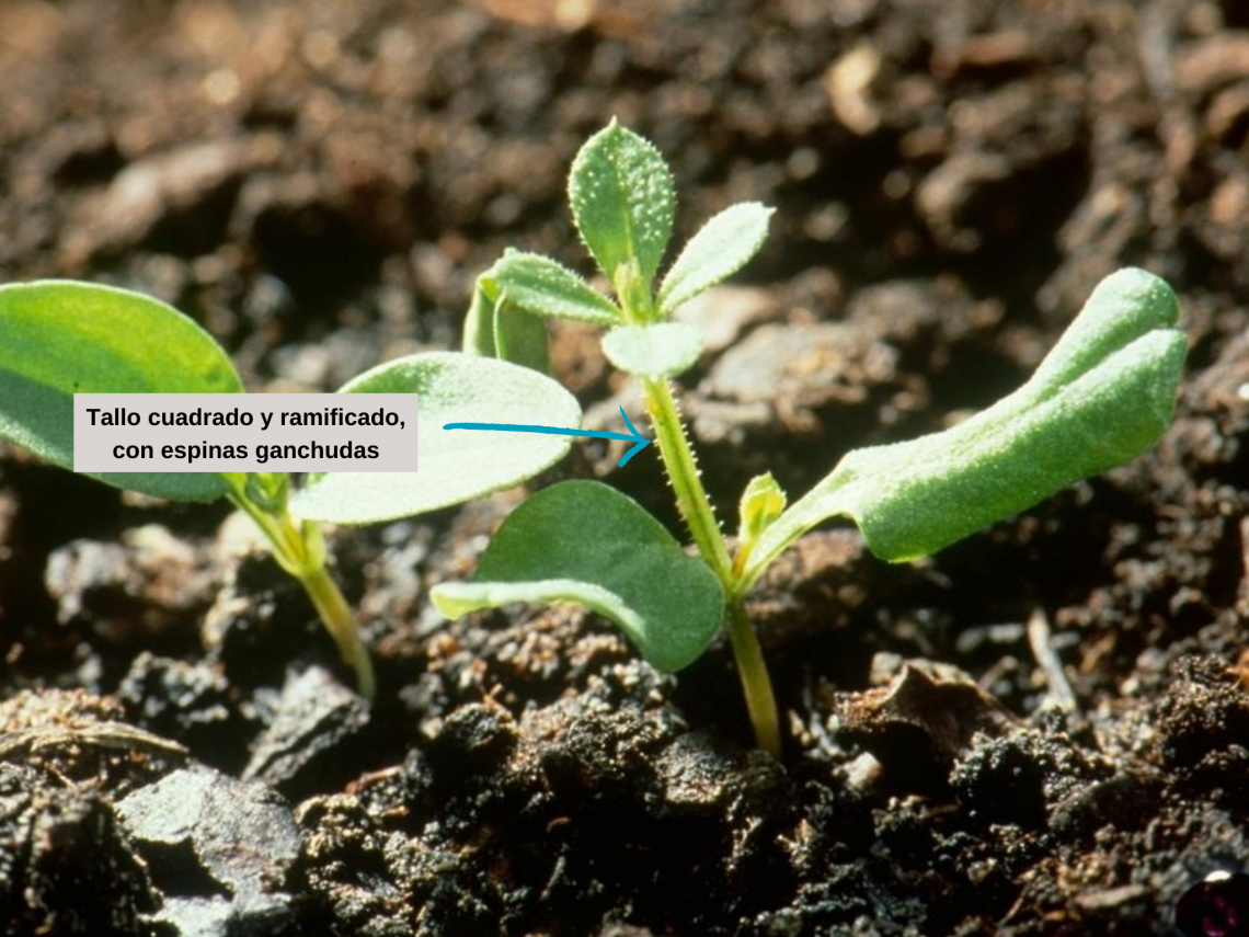 Galium características (1)