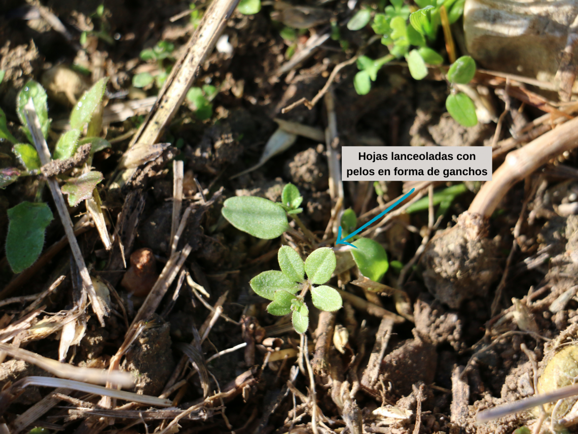 Galium características (3)