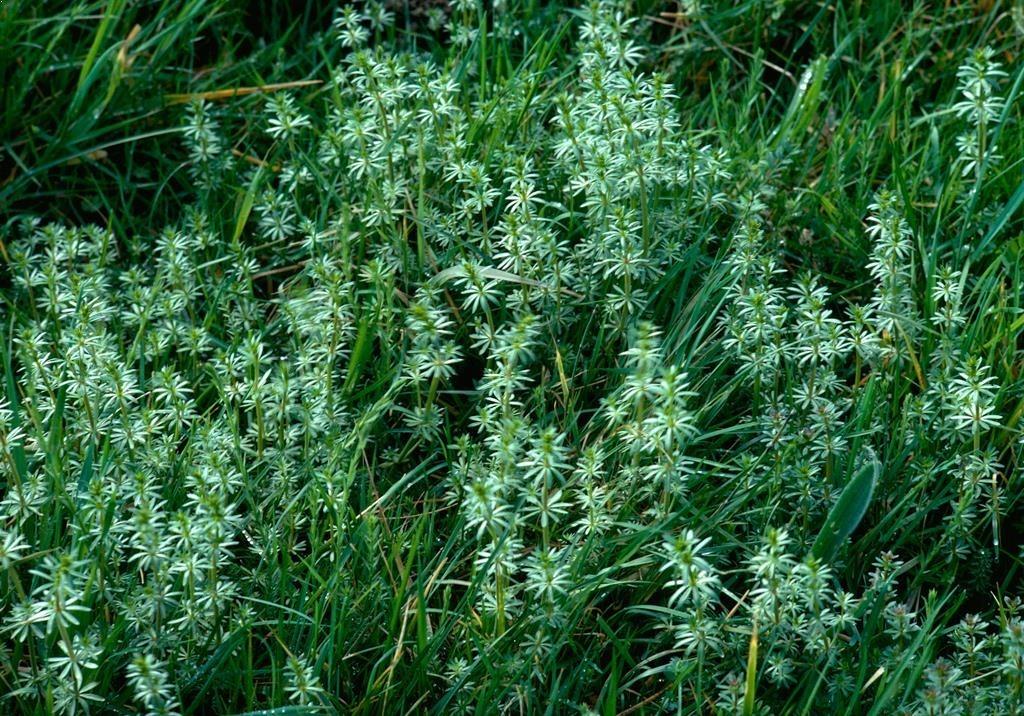 Flores de Galium