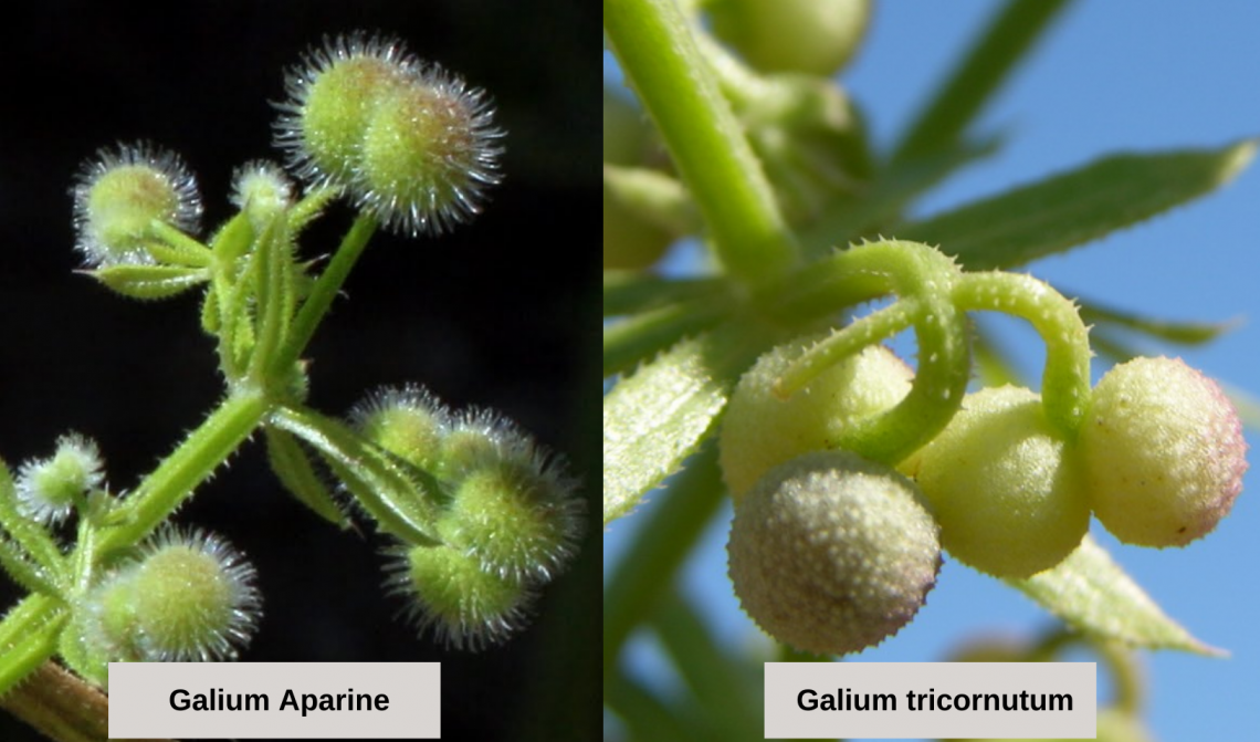 Galium fruto
