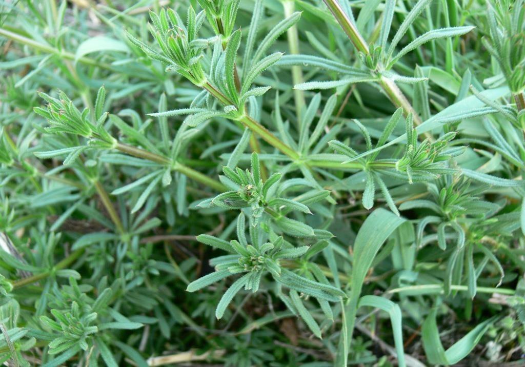 Galium