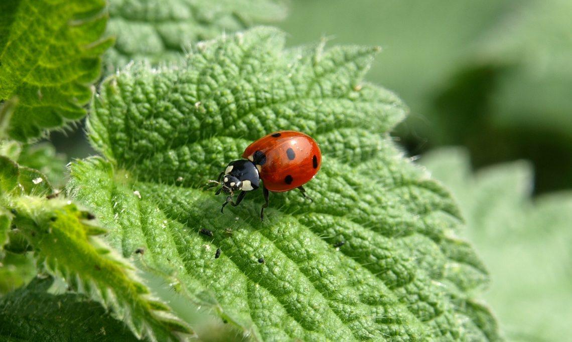 Gestión integrada de plagas una-herramienta para la agricultura sostenible
