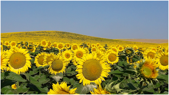 Campo Girasol