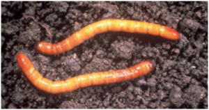 Agriotes & Co, Gusanos del alambre
