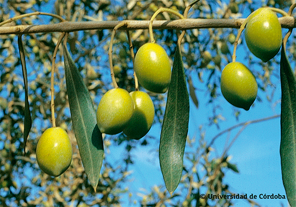 Variedad Morrut