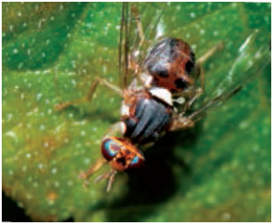 Bactrocera oleae, Mosca del Olivo