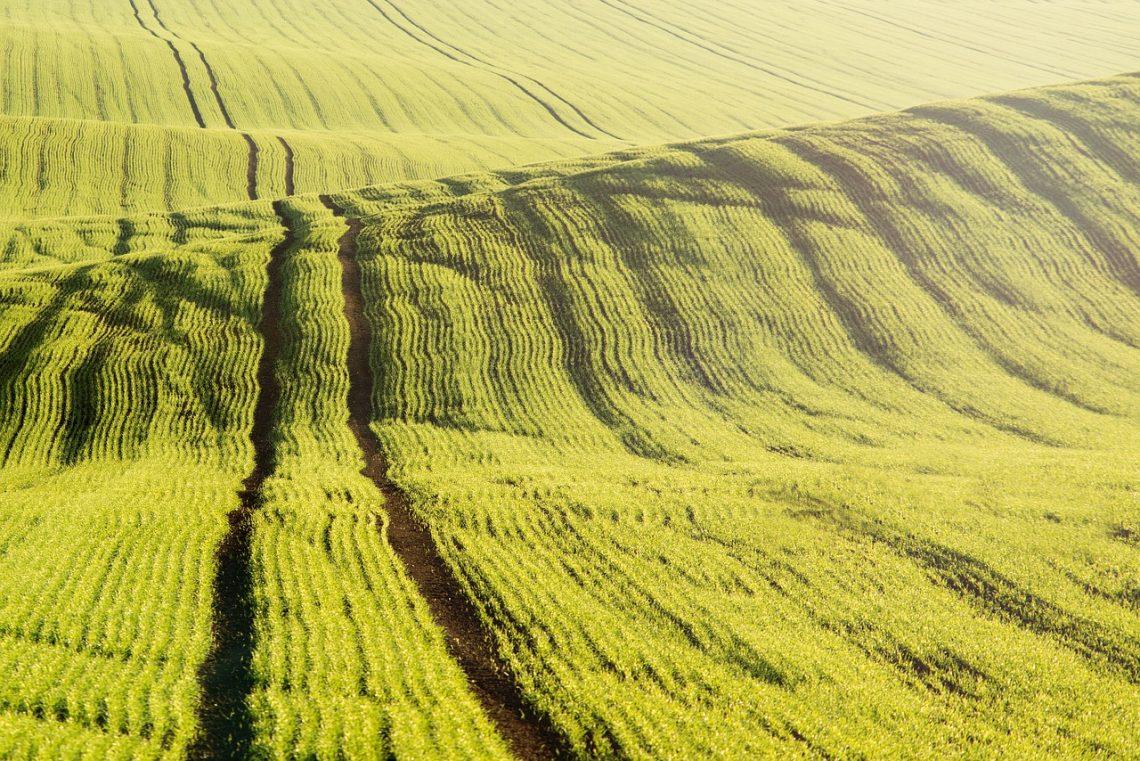 Campo cereal