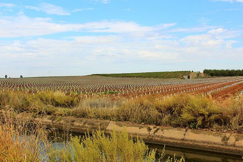 Olivar intensivo