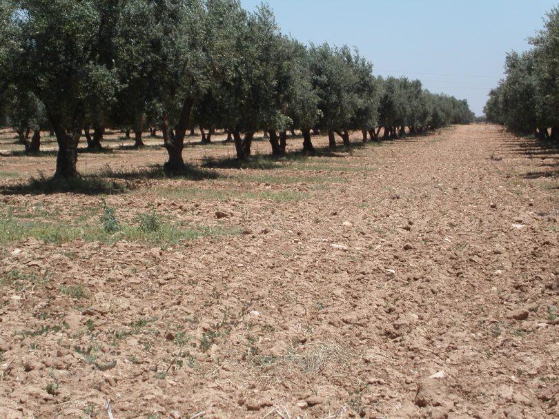 Ramas a pie de árbol de los Olivos, llamadas varetas