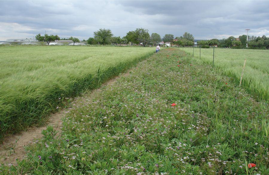 Operación Polinizador aumentando las poblaciones de insectos en entornos agrarios