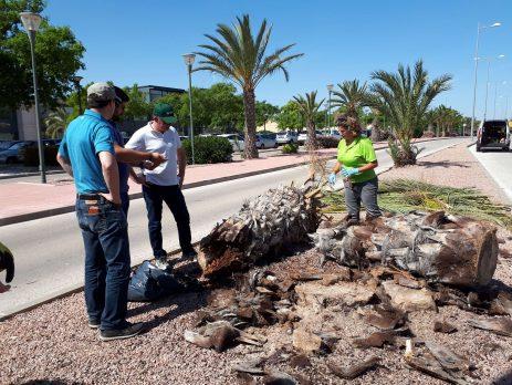 Palmera caída en Elche afectada por el picudo rojo