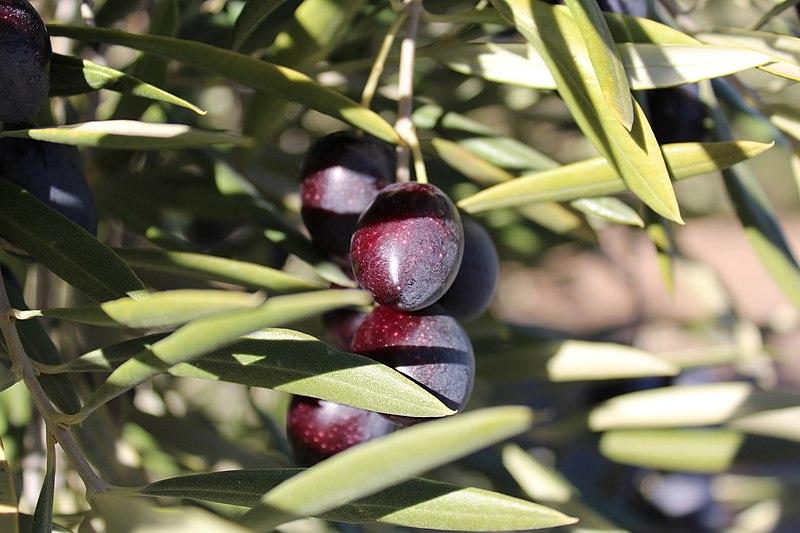 Variedad Picual
