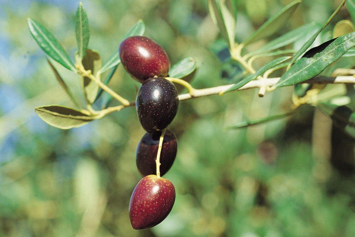Variedad Picudo