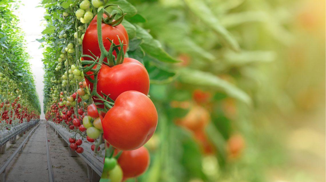 Productos fitosanitarios en agricultura ecológica