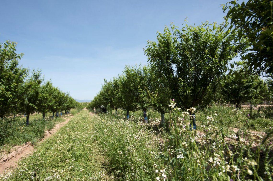 Proyecto AgBio, Suelo vivo es más sostenible y rentable