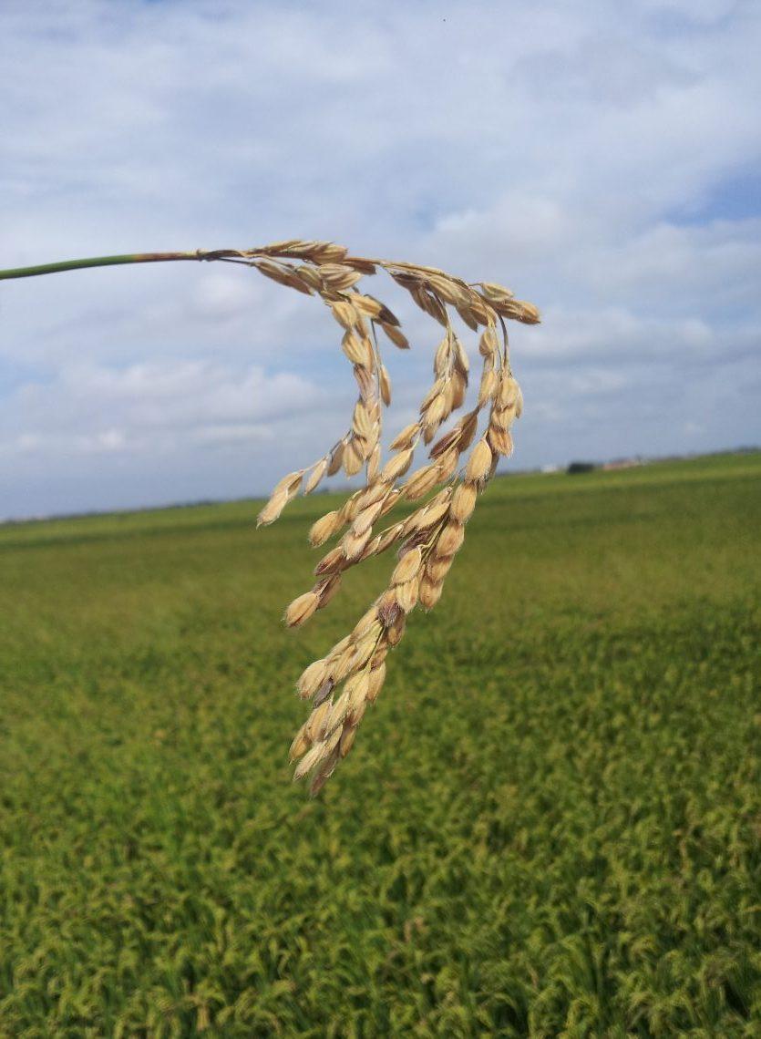 Pyricularia en arroz