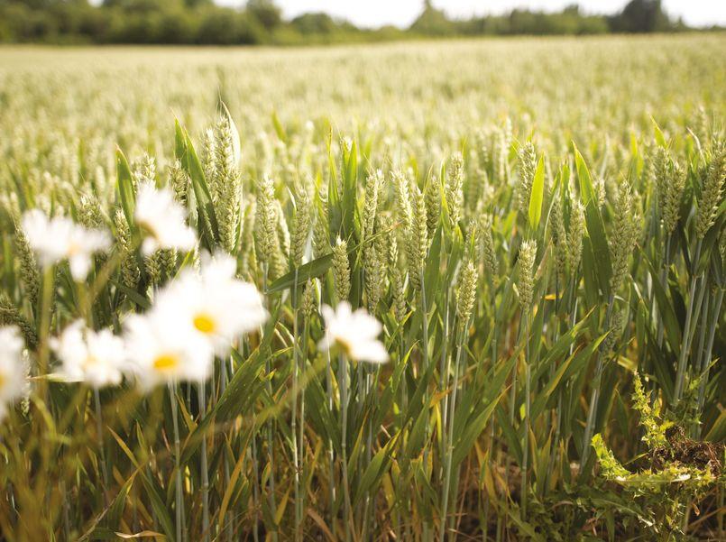 ¿Sabías cómo se defienden las plantas?